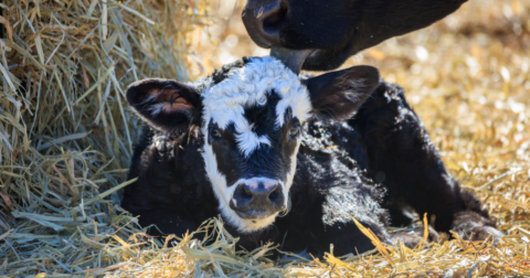 Newborn calf