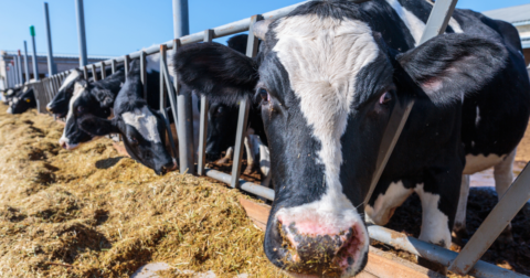 Closeup of cow on farm