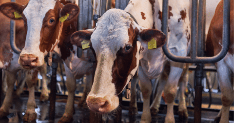 Closeup of cow on farm