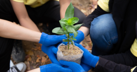 Volunteers planting trees