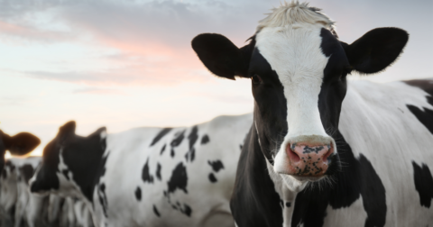 Closeup of a cow