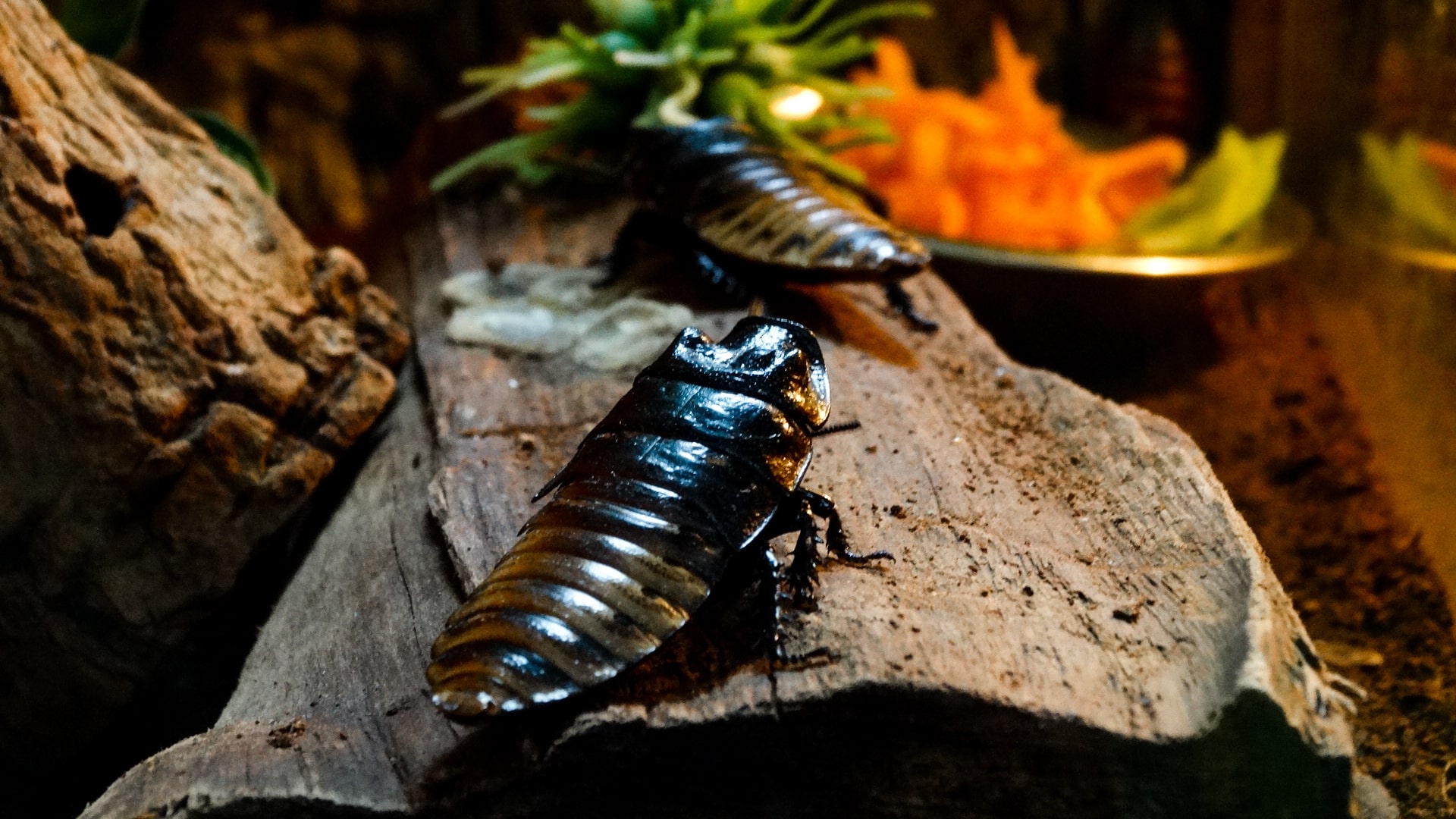 Two cockroaches
