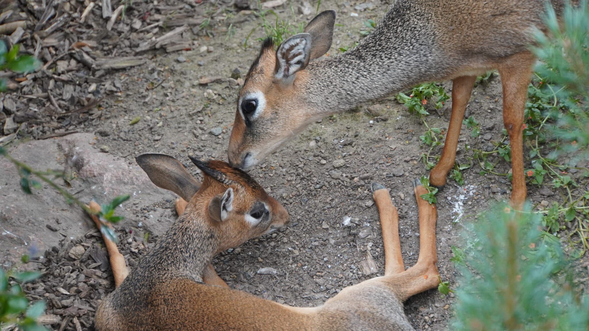 Two dik-diks