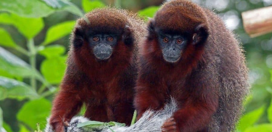 Two coppery titi monkeys
