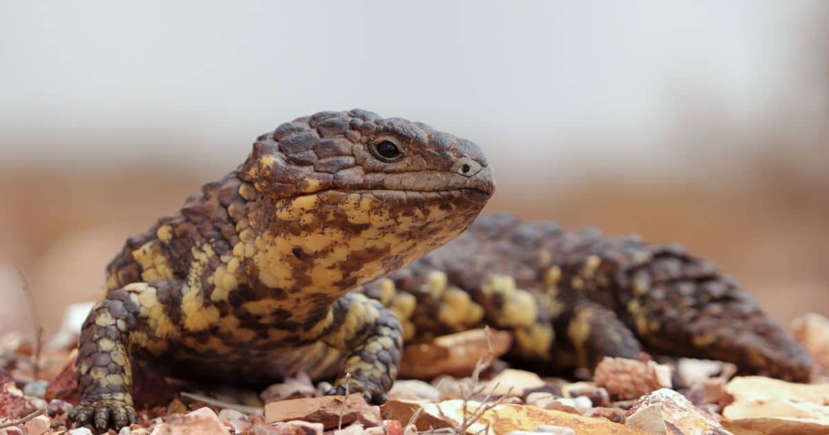 A shingleback skink