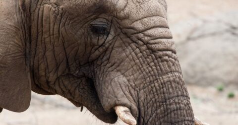Closeup of an elephant at the Oakland Zoo