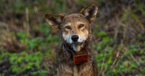 An endangered red wolf