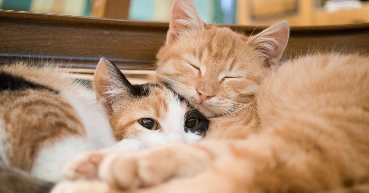 Two cats cuddling
