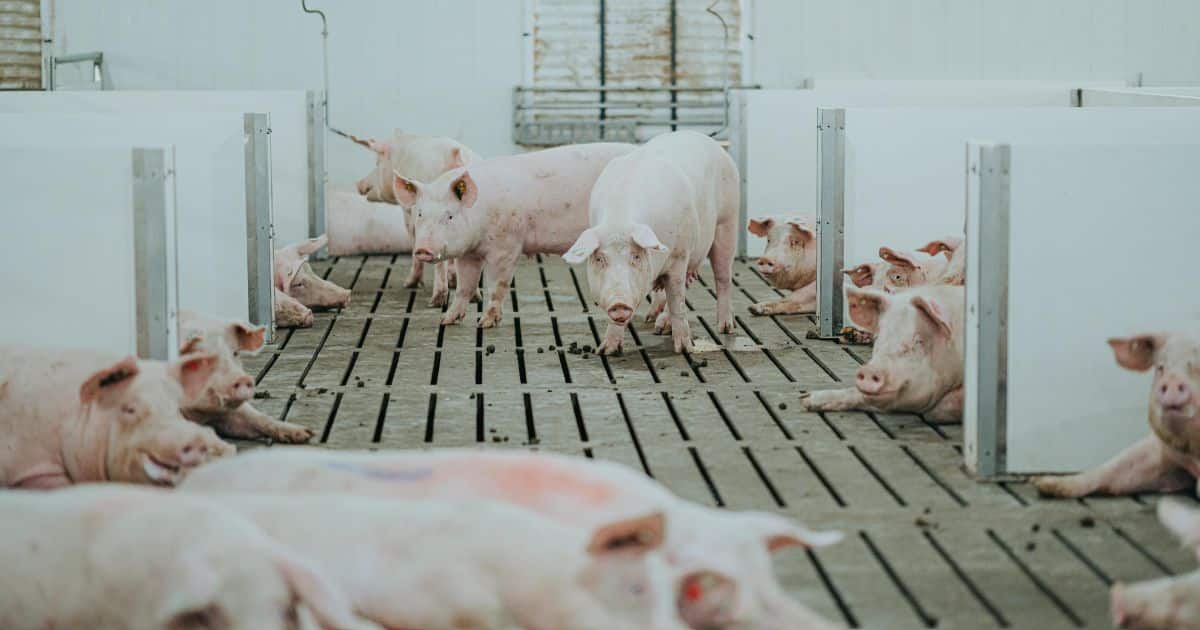 Pigs on Hank Wurtz's farm