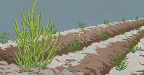 An illustration of salicornia
