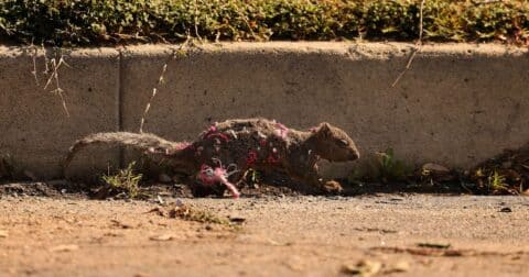 A squirrel harmed in the Eaton Fire runs through a neighborhood in Altadena