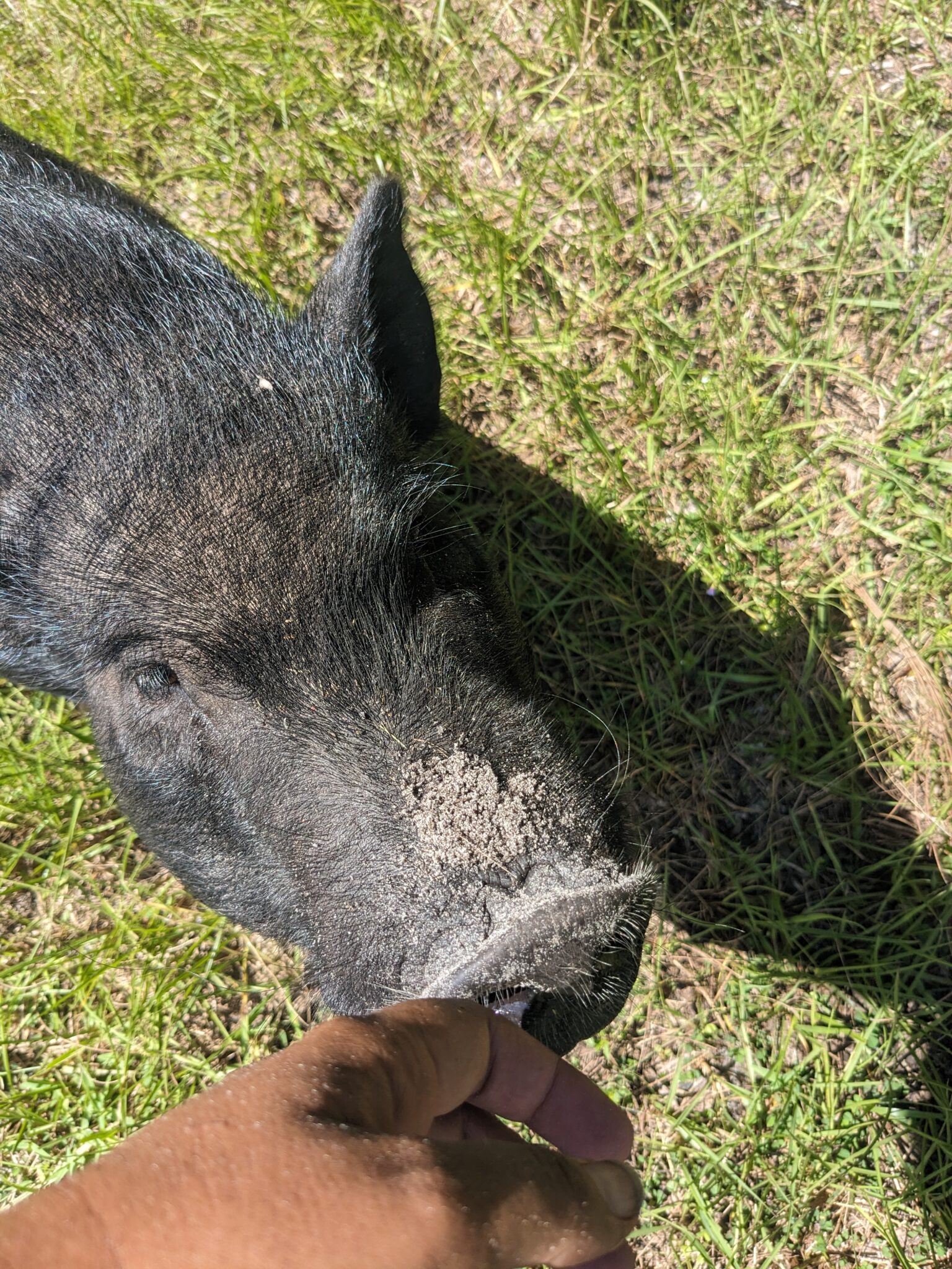 A pig on the grass