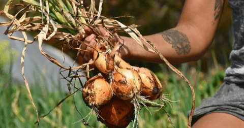 A farmer holding onions in hand