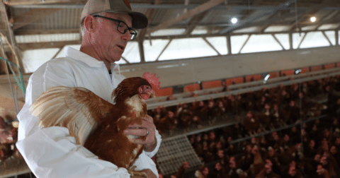 A man holds a chicken inside a henhouse